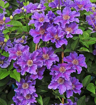 Клематис Ashva (Ашва)