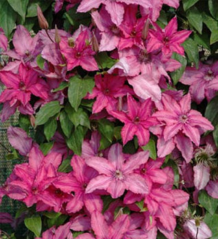 Клематис Barbara (Барбара)