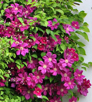 Клематис Ernest Markham (Эрнест Маркхам)