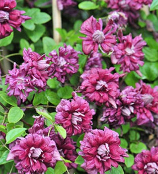 Клематис Purpurea Plena Elegans (Пурпуреа Плена Элеганс)