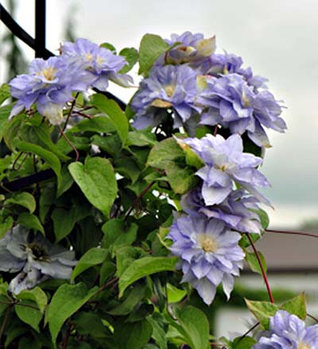 Клематис Mazury (Мазуры)