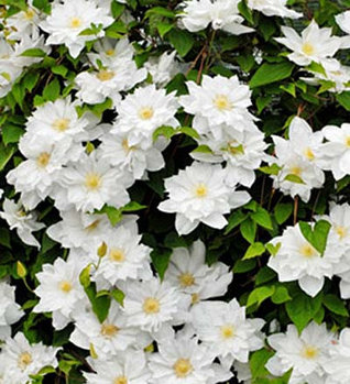 Клематис Isago (Исаго)