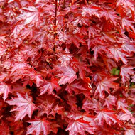 Клен остролистный Royal Red