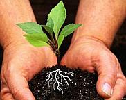 Регуляторы роста растений
