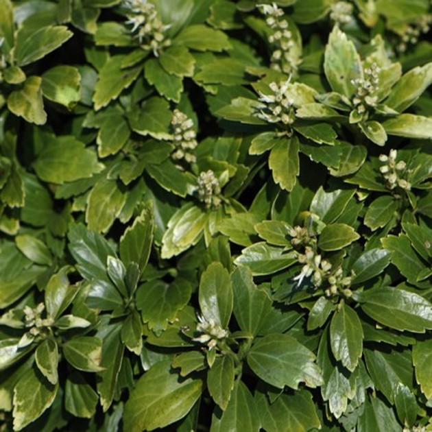 Пахизандра верхушечная Green Carpet