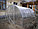 Поликарбонат для теплиц "Сибирские теплицы",4 мм,защита от УФ,плотность 550 г/м2, фото 3