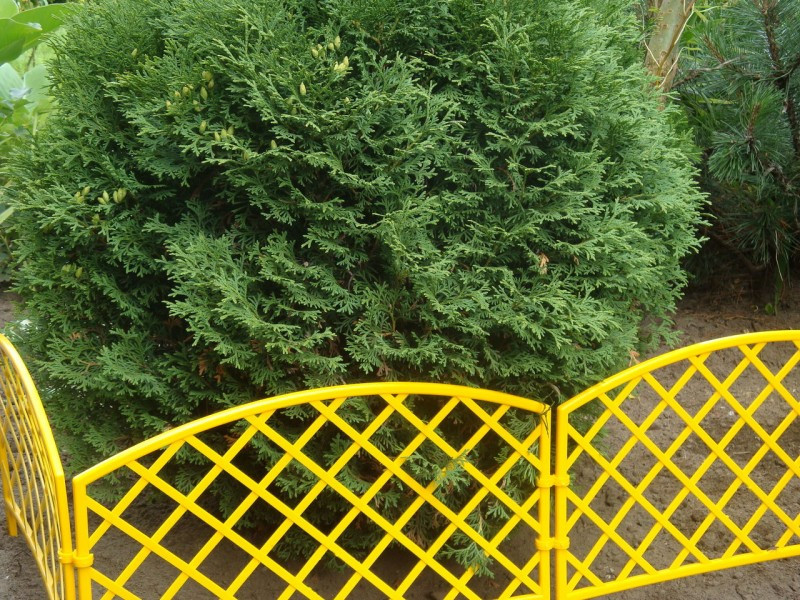 Заборчик декоративный №1 Romanika 2,95м высота 33см (7 эл.) желтый