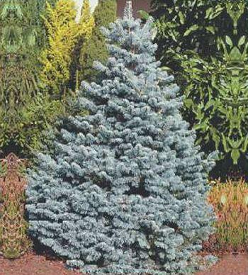 Пихта Субальпийская Аргентеа Abies lasiocarpa Argentea(1,2-1,3м)