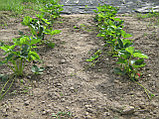 РАССАДА ЗЕМЛЯНИКИ САДОВОЙ(КЛУБНИКИ) СОРТА АЛЬБА, фото 6