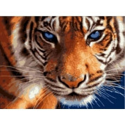 Картина по номерам Тигриный взгляд 30х40 см