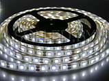 Светодиодная лента SMD 5050 60LED 14,4W 12V IP68 белый холодный, фото 2