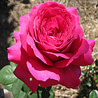 Роза чайно-гибридная JURIANDA, фото 4