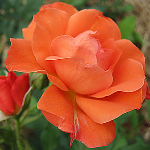 Роза чайно-гибридная Анжелика (ANGELIQUE)