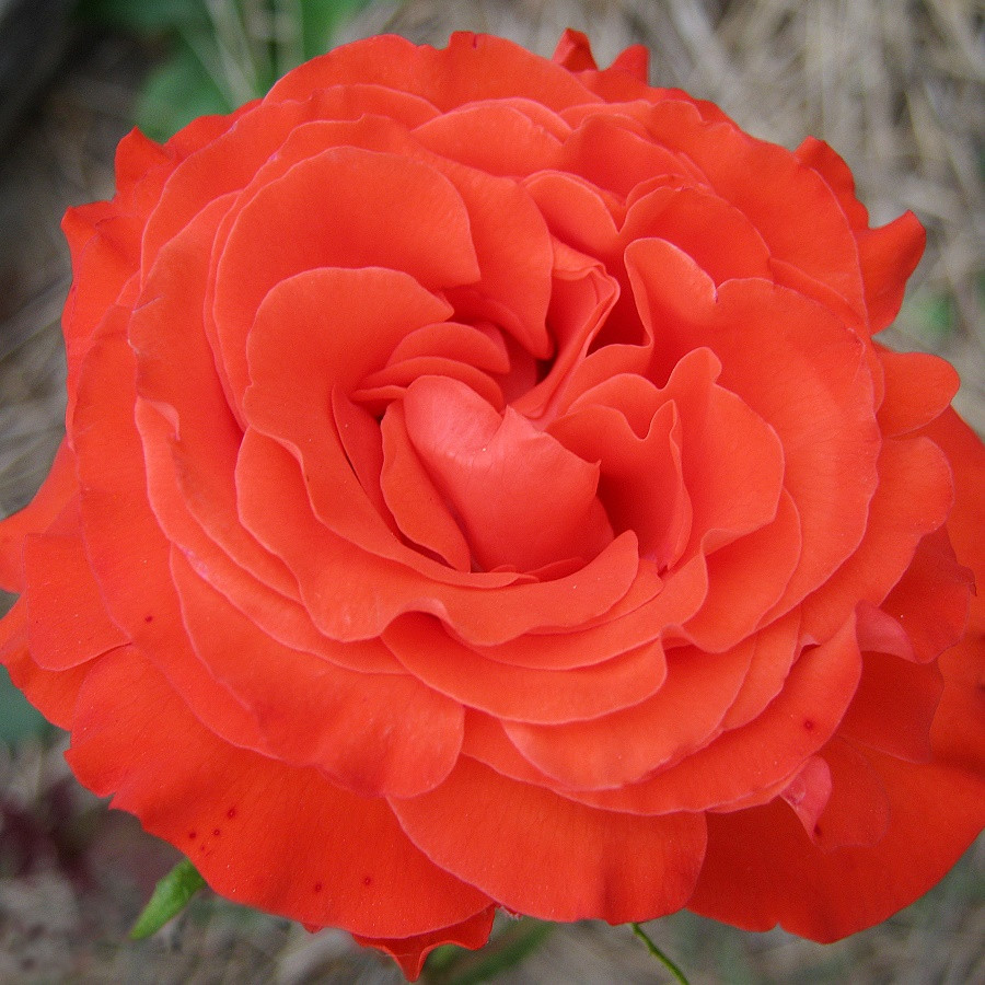 Роза чайно-гибридная Анжелика (ANGELIQUE) - фото 4 - id-p5932833