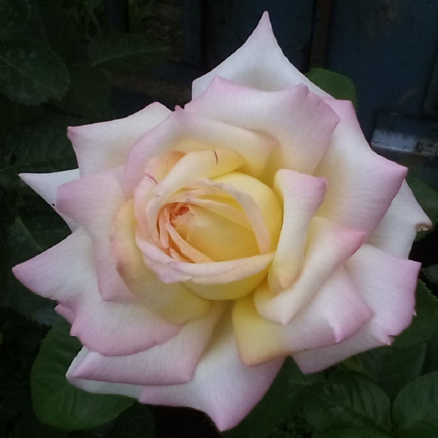 Роза чайно-гибридная GLORIA DEI - фото 1 - id-p5931016