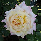 Роза чайно-гибридная GLORIA DEI, фото 3