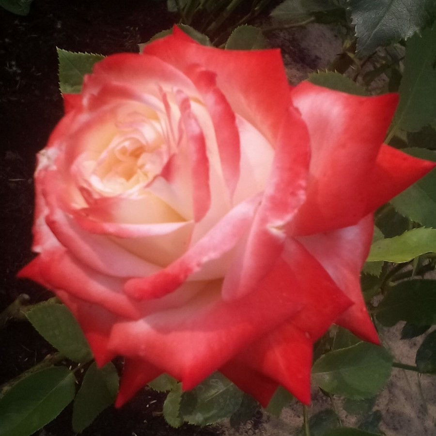 Роза чайно-гибридная IMPERATRICE FARAH