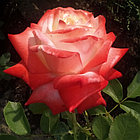 Роза чайно-гибридная IMPERATRICE FARAH, фото 6