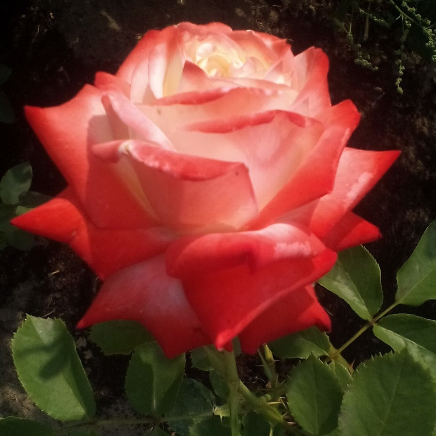 Роза чайно-гибридная IMPERATRICE FARAH - фото 6 - id-p5930997