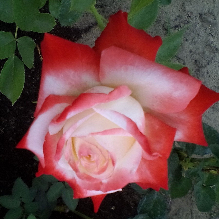 Роза чайно-гибридная IMPERATRICE FARAH - фото 3 - id-p5930997