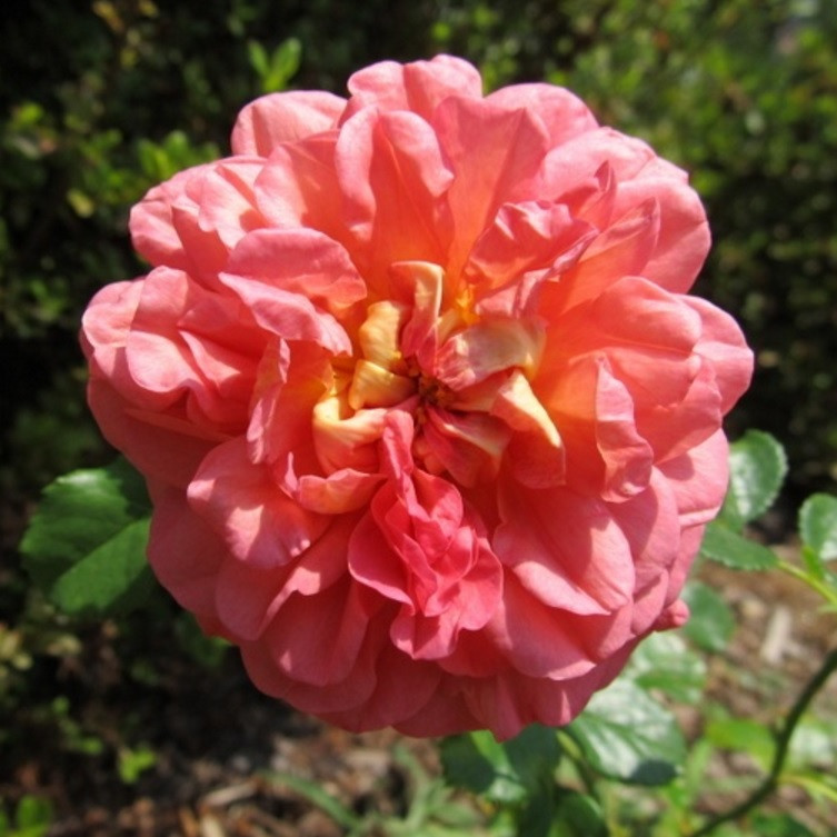 CHRISTOPHER MARLOWE (English Rose, Austin)
