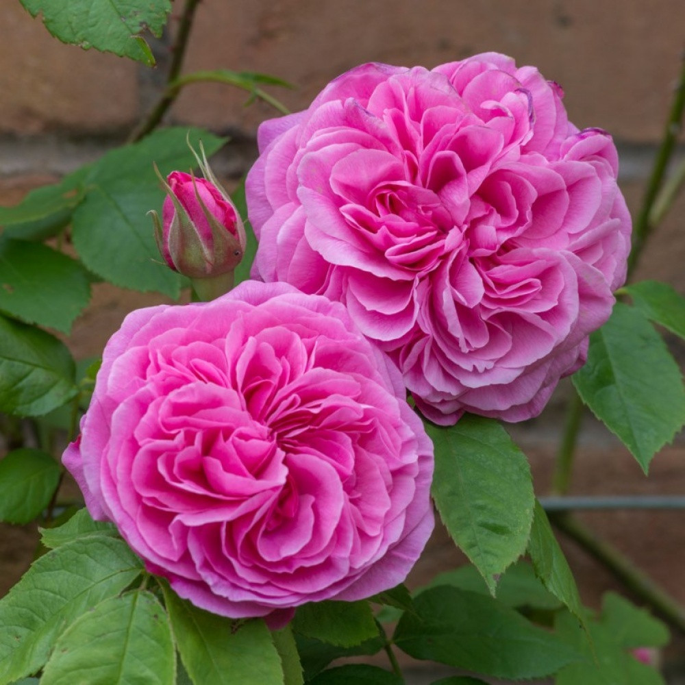 Gertrude Jekyll - Гертруда Джекилл (English Rose, Austin) - фото 2 - id-p65602577