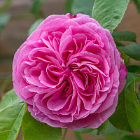 Gertrude Jekyll - Гертруда Джекилл (English Rose, Austin)