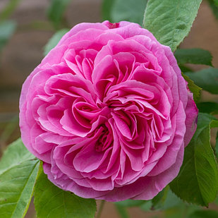 Gertrude Jekyll - Гертруда Джекилл (English Rose, Austin)