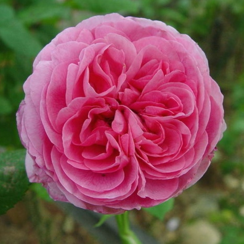 Gertrude Jekyll - Гертруда Джекилл (English Rose, Austin) - фото 3 - id-p65602577