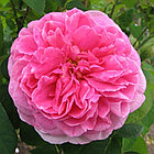 Gertrude Jekyll - Гертруда Джекилл (English Rose, Austin), фото 4