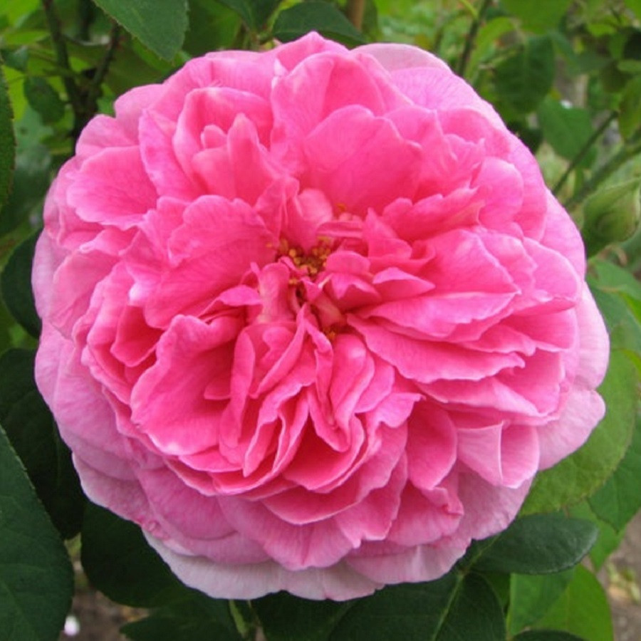 Gertrude Jekyll - Гертруда Джекилл (English Rose, Austin) - фото 4 - id-p65602577