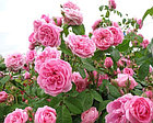 Gertrude Jekyll - Гертруда Джекилл (English Rose, Austin), фото 5