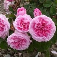 Gertrude Jekyll - Гертруда Джекилл (English Rose, Austin) - фото 6 - id-p65602577