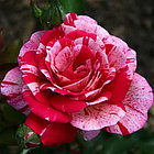 Роза чайно-гибридная PAPAGENO, фото 2