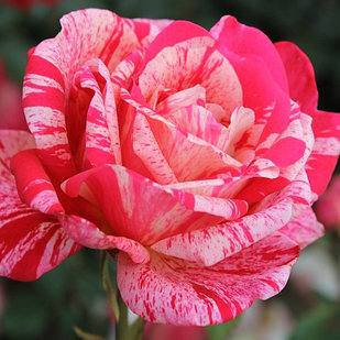 Роза чайно-гибридная PAPAGENO