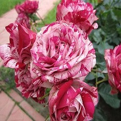 Роза чайно-гибридная PAPAGENO - фото 4 - id-p65602715