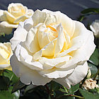 Роза чайно-гибридная La Perla, фото 2