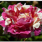 Роза плетистая Vanille Fraise ®, фото 5