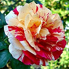 Роза плетистая Vanille Fraise ®, фото 6