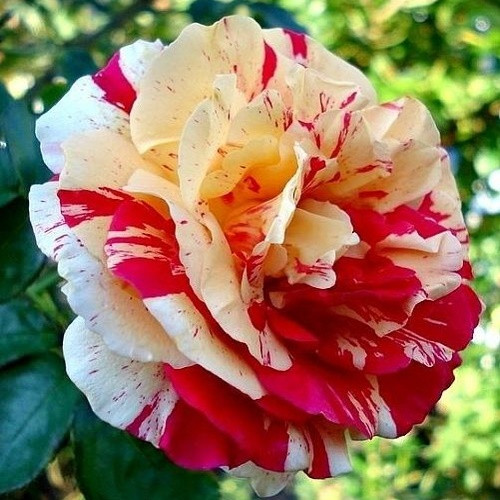 Роза плетистая Vanille Fraise ® - фото 6 - id-p65602767