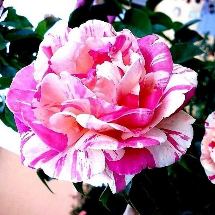 Роза плетистая Vanille Fraise ® - фото 3 - id-p65602767