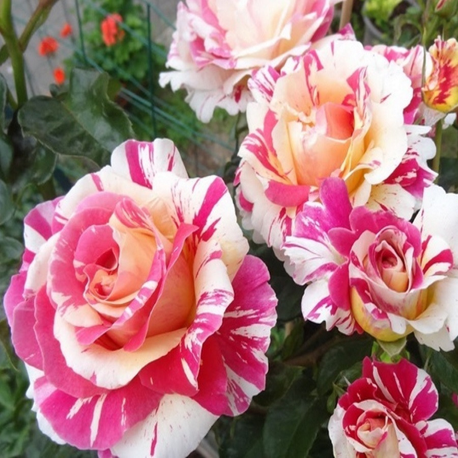 Роза плетистая Vanille Fraise ® - фото 4 - id-p65602767