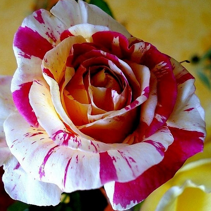 Роза плетистая Vanille Fraise ®