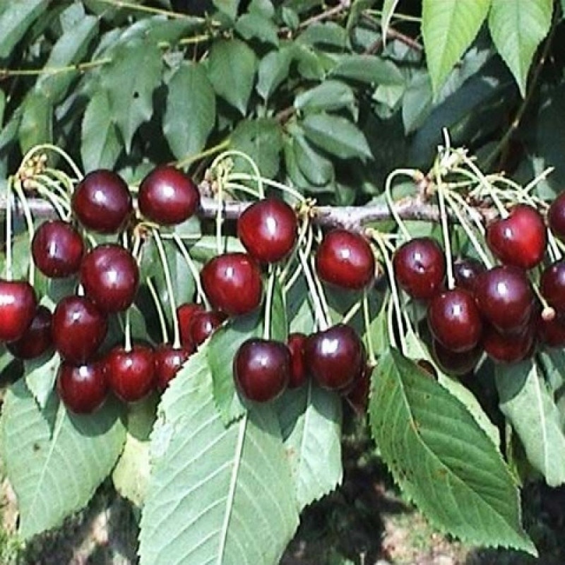 Черешня Сюбаровская (саженцы)