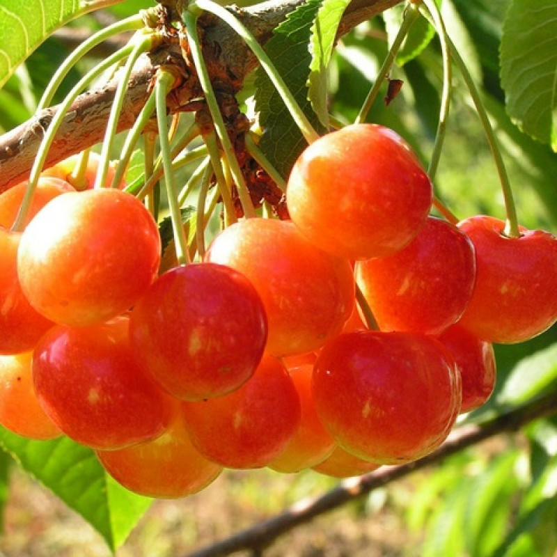 Черешня Соперница (саженцы)