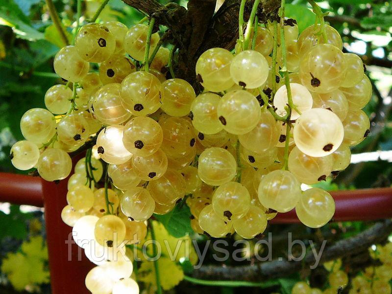 Двухлетние саженцы сорта белой смородины Смольяниновская