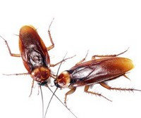 Средства от тараканов и муравьев
