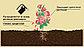 Имидор ВРК, от тли и белокрылки на цветочных растениях, флакон 10мл/ 1000м2, фото 2