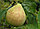 Саженцы сорта груши Мраморная, фото 5