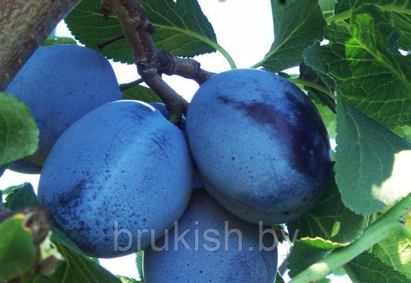 Слива Чачакская ранняя
